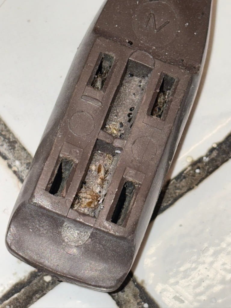 Common places bed bugs can be found near the bed: electrical outlet