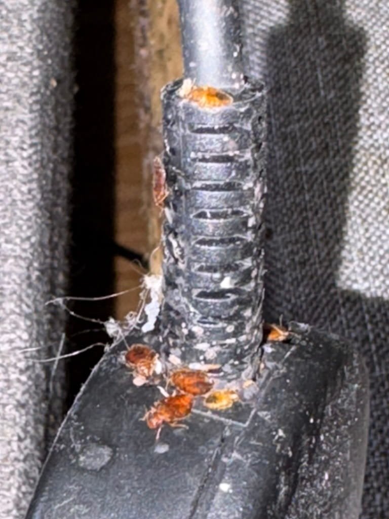 Common places bed bugs can be found near the bed: electrical cord
