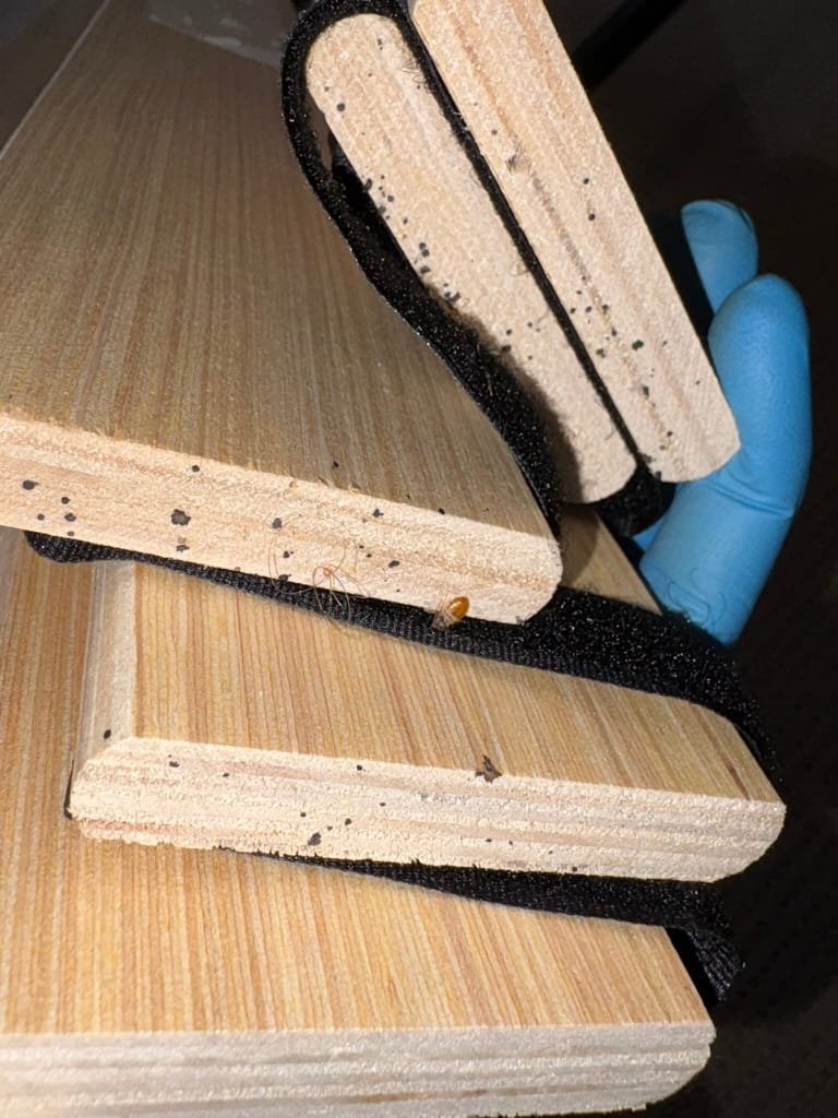 Bed bug on wooden slat