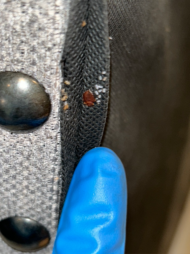 bed bugs on couch
