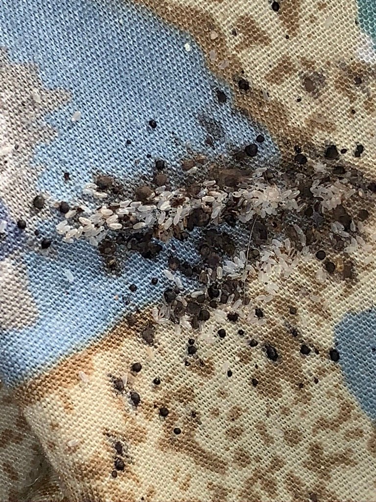 bed bugs eggs and poop