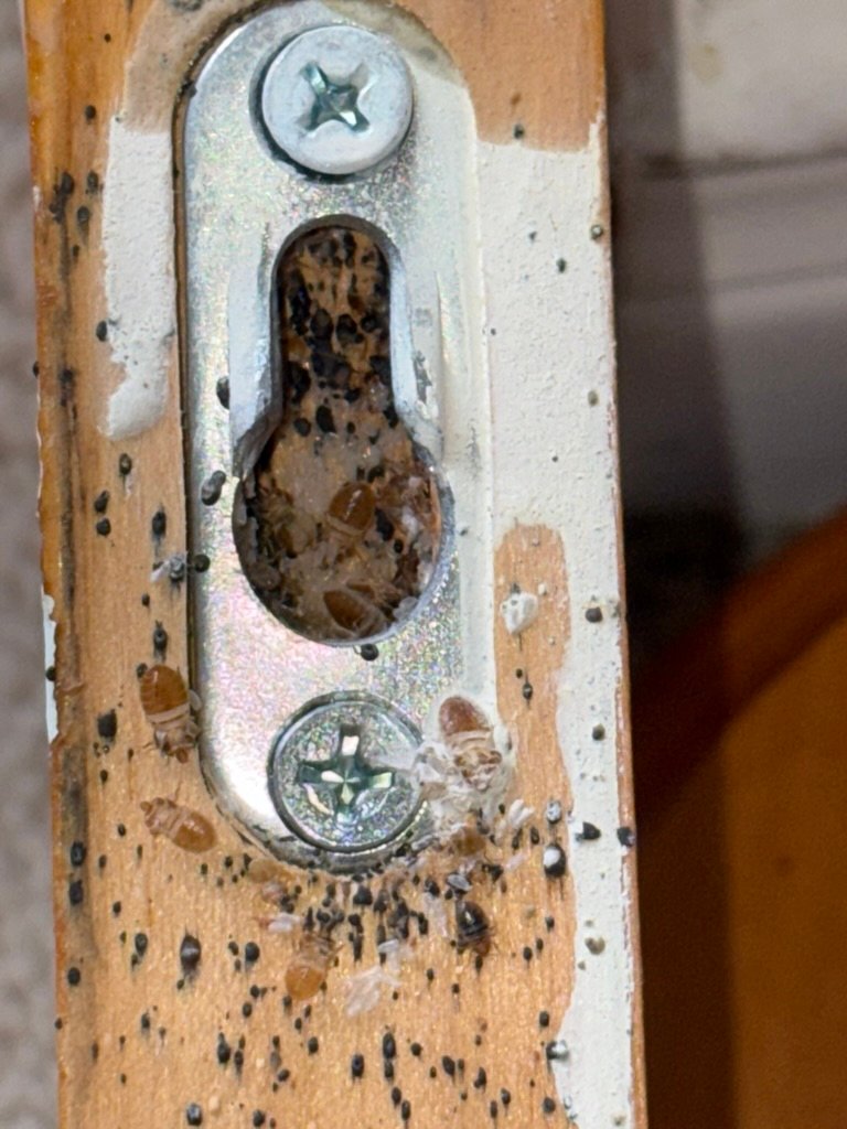 bed bugs and eggs next to screws for size comparison 