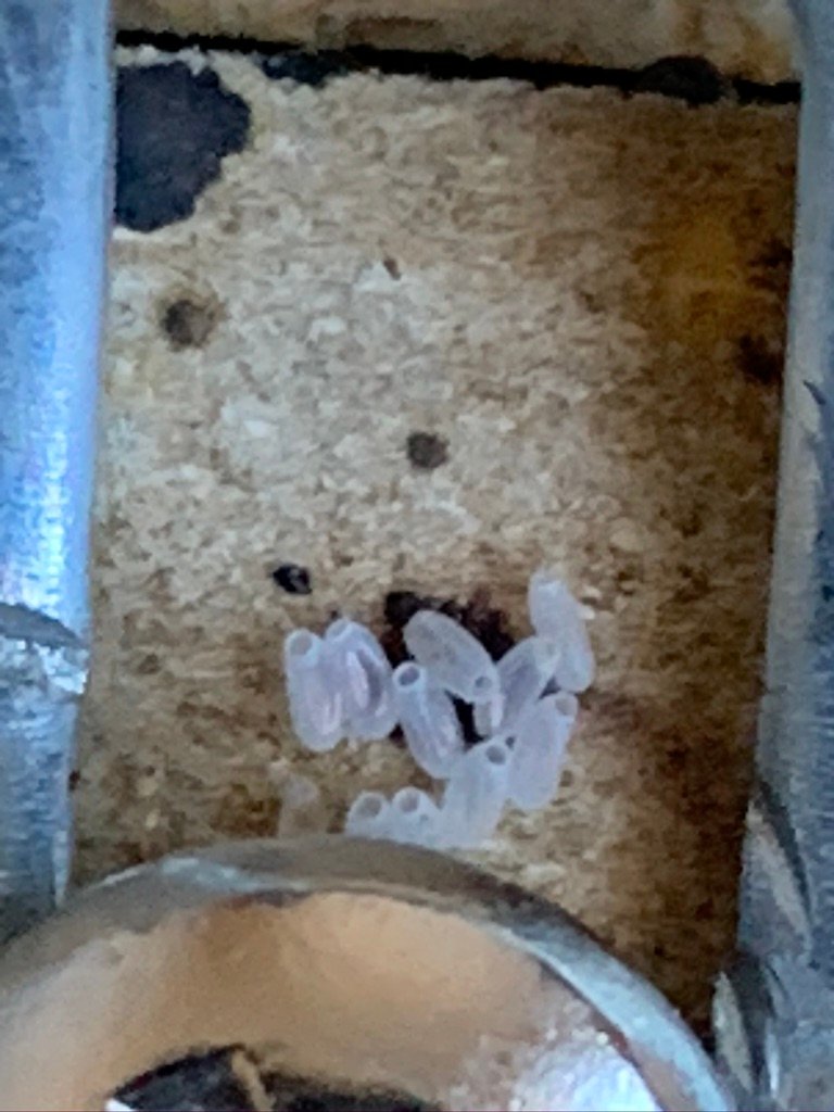 what hatched bed bug eggs look like