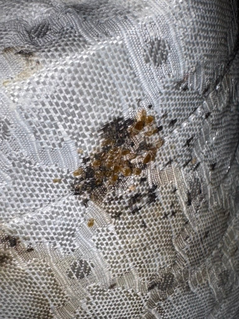 bed bug infestation on mattress