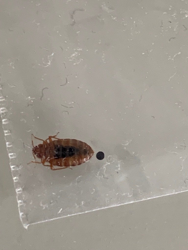 bed bug full of blood and its poop