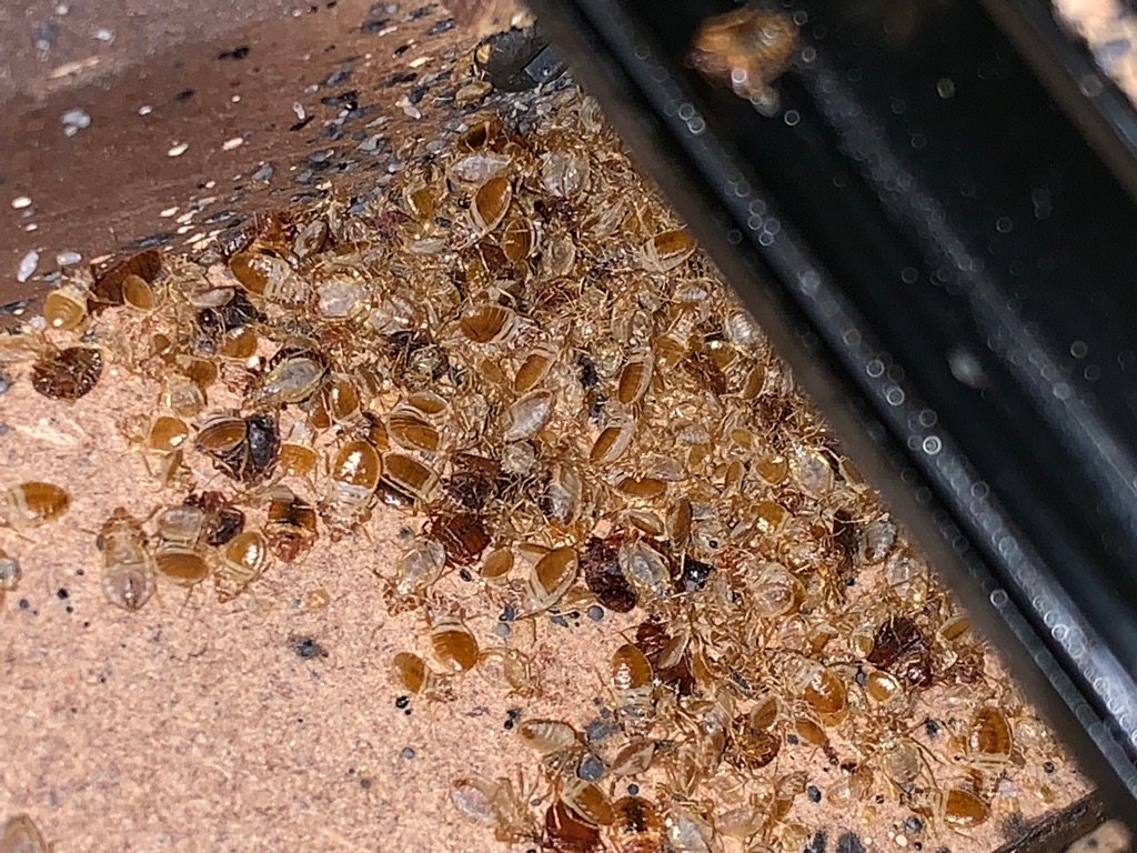 what bed bugs look like inside furniture