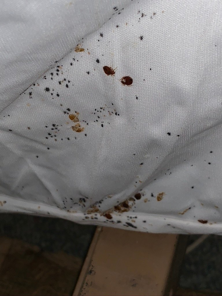 what bed bug infestation looks like on mattress