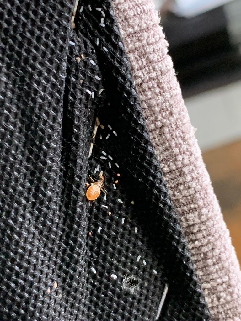 bed bug and eggs