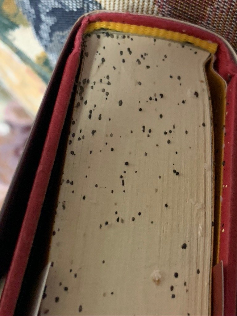 bed bug poop on book