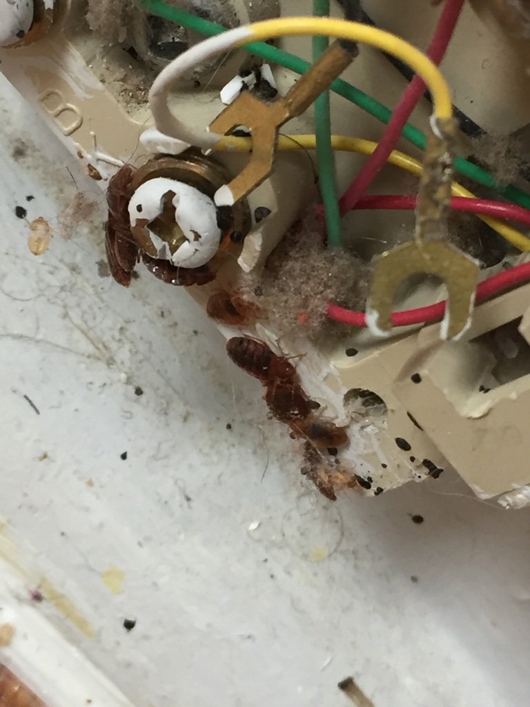 Bed bugs on electrical outlet