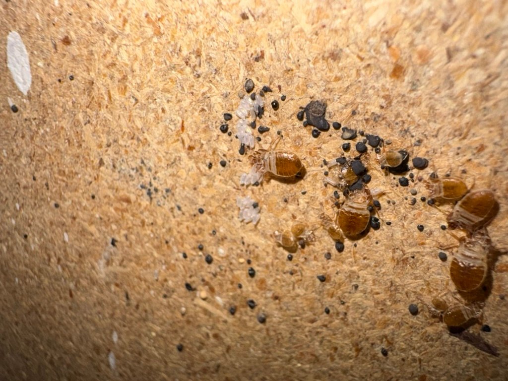 bed bugs on wooden bed frame