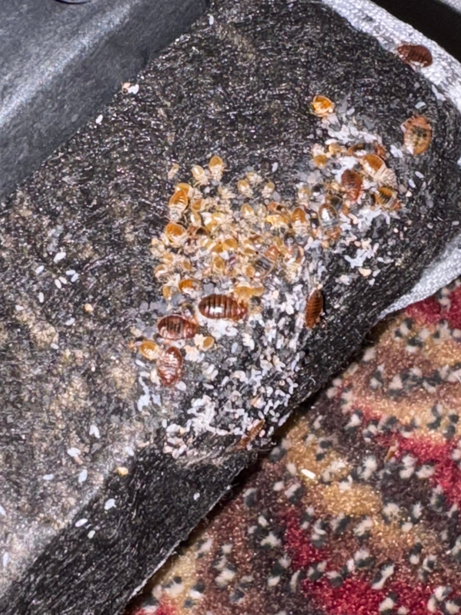 bed bug infestation