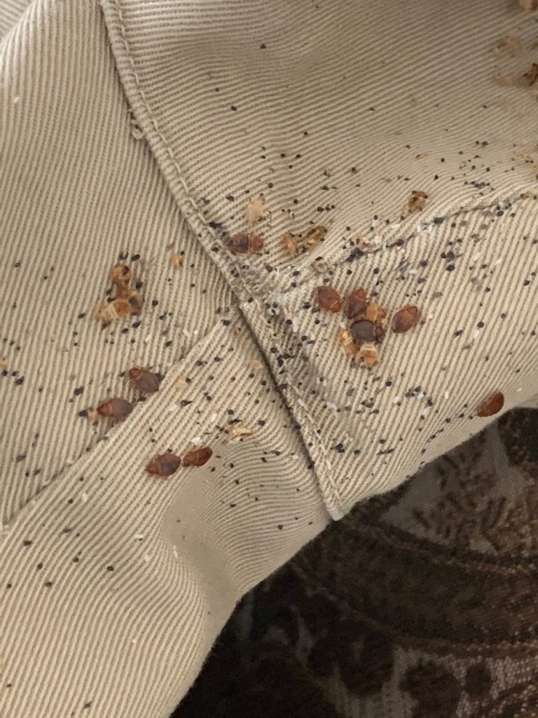 bed bugs on couch