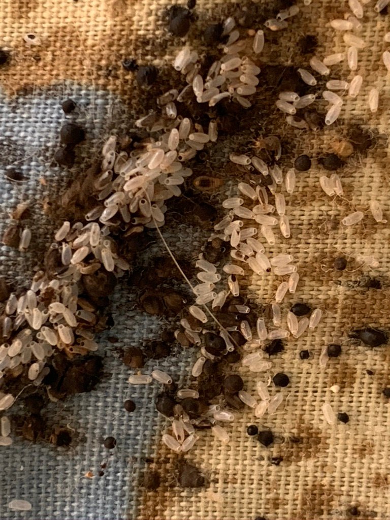 bed bugs eggs and poop
