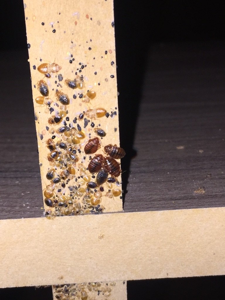 Bed bug infestation multiple stages of bed bugs
