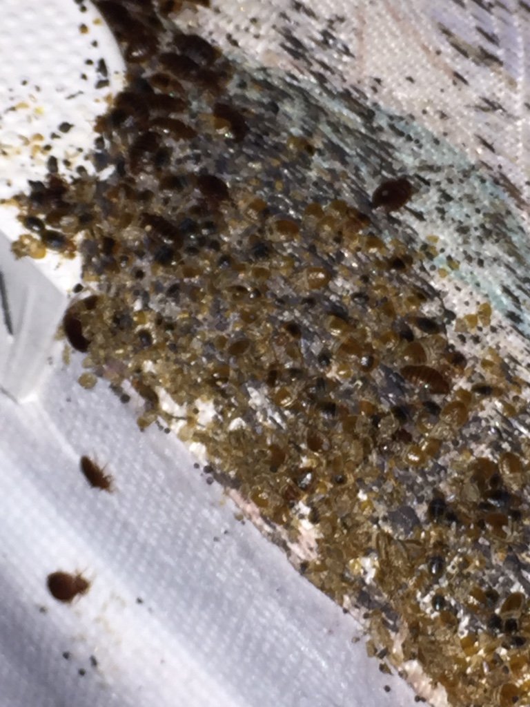 bed bug infestation