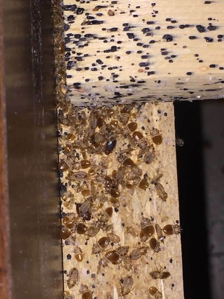 bed bug infestation