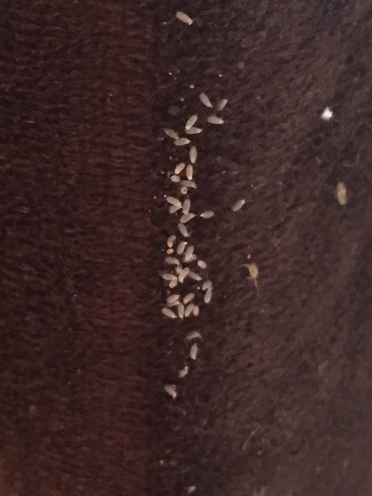 Bed bug eggs
