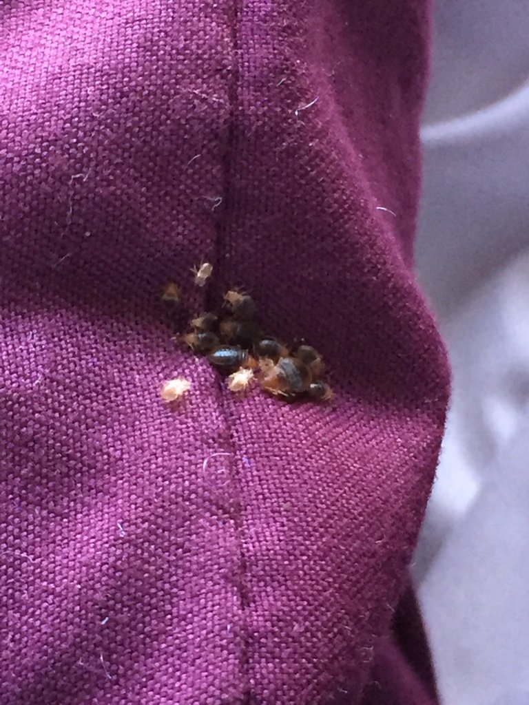 Adult bed bugs and juvenile bed bugs