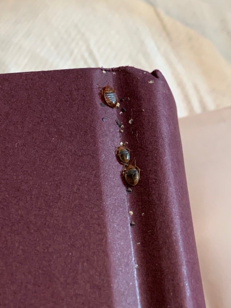 bed bugs on a book