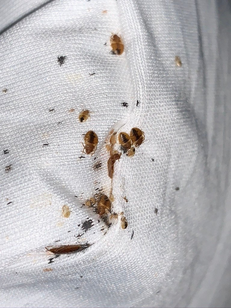 what bed bugs look like on mattress