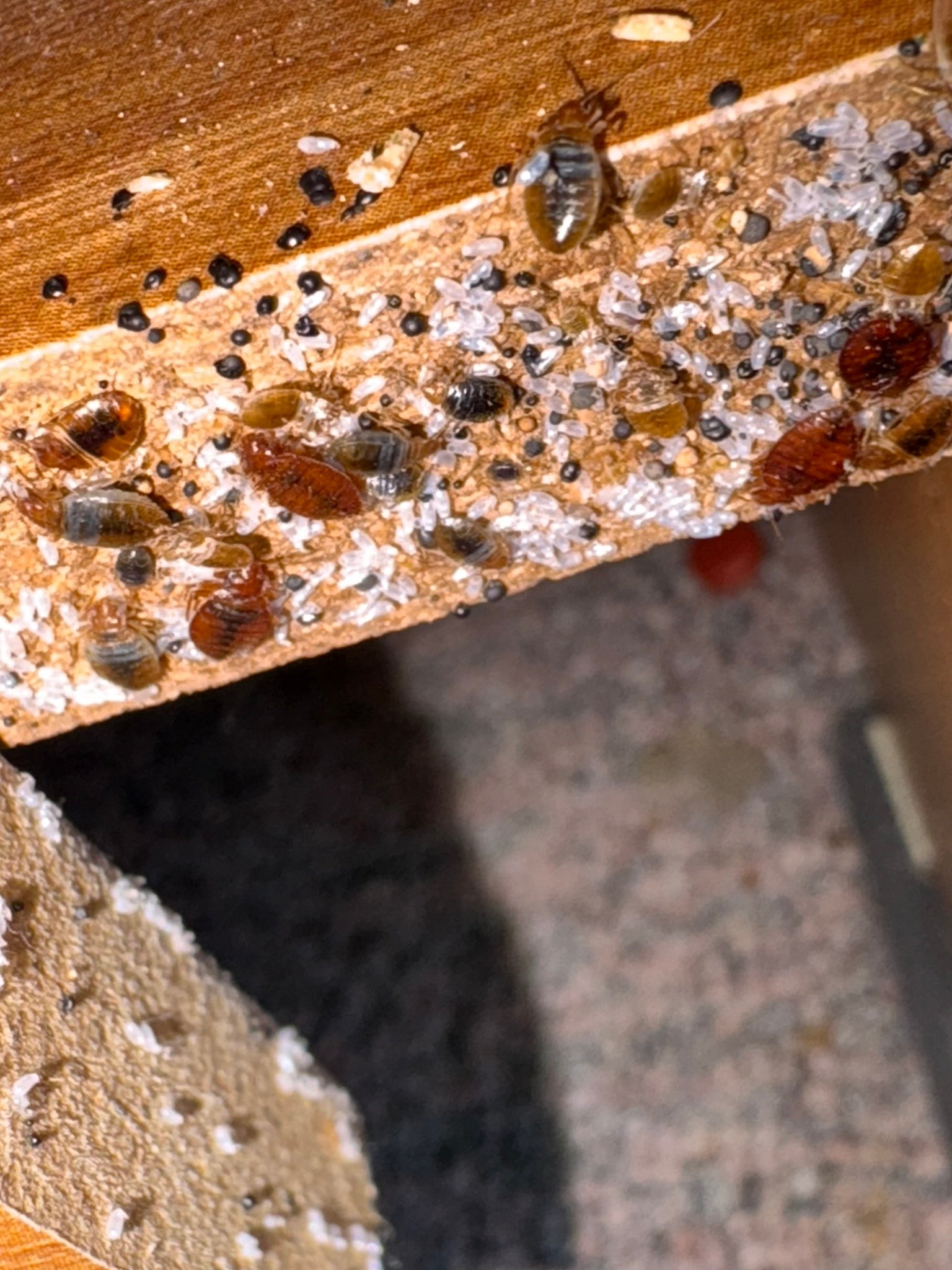 bed bugs, their poop and eggs on wooden furniture