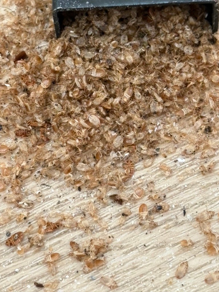 bed bug exoskeletons 