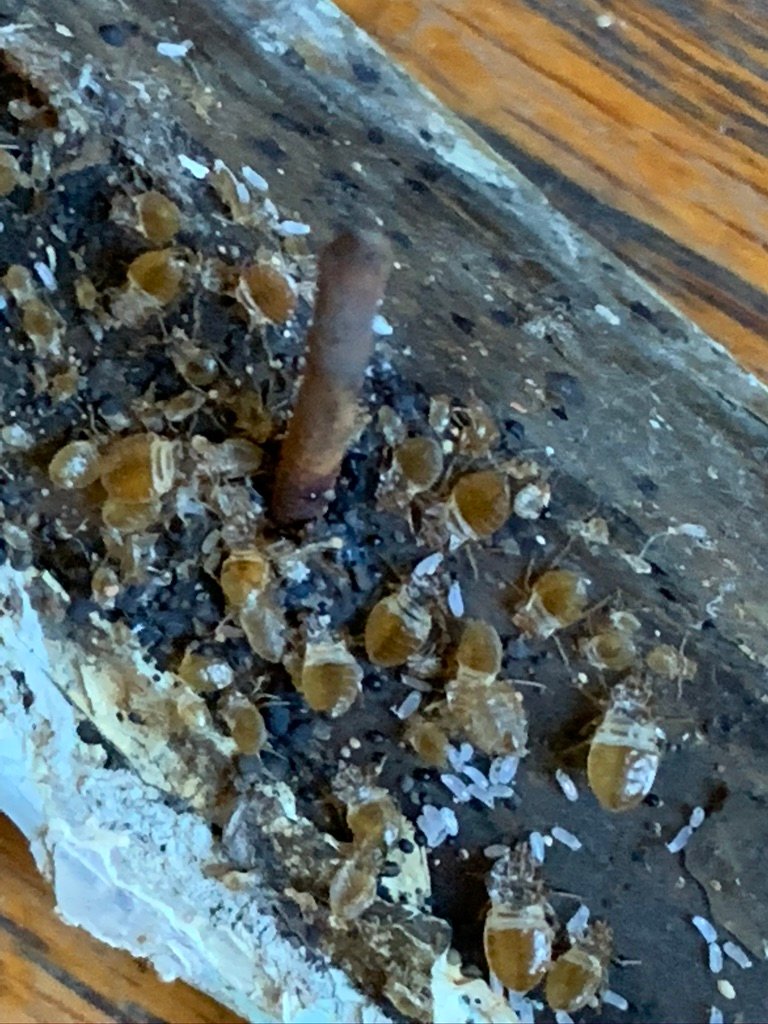 bed bug infestation on furniture