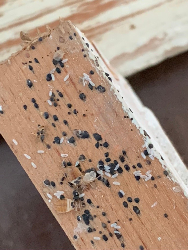 bed bug eggs