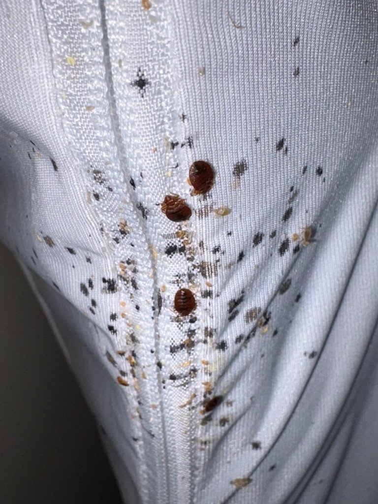 Bed bugs and fecal matter