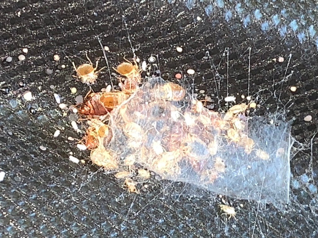 Bed bug infestation