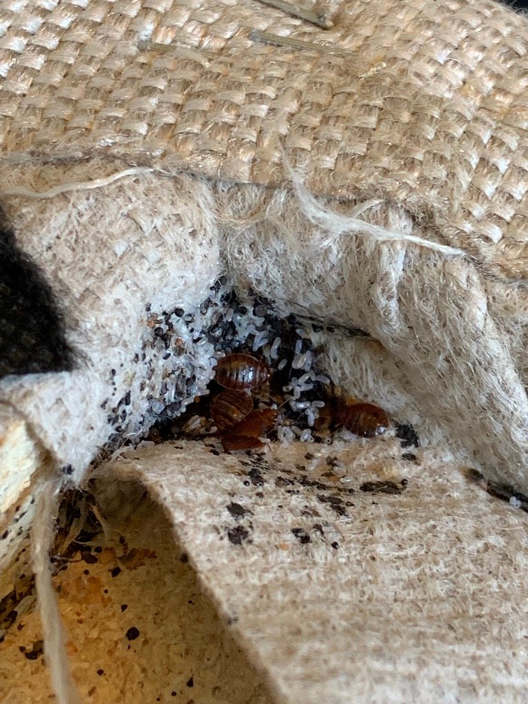 Bed bug infestation with eggs