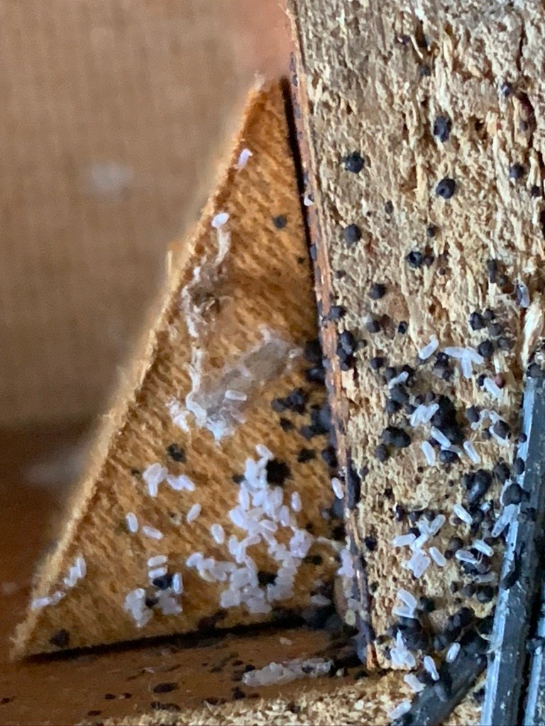 bed bugs eggs and poop on wooden bed
