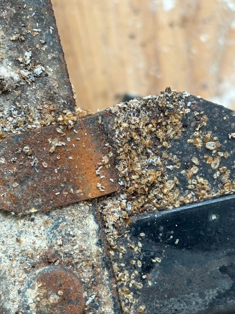 bed bug infestation on metal frames