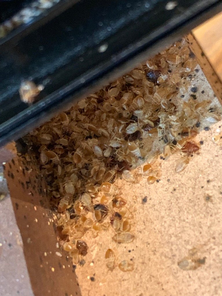 bed bug exoskeletons 