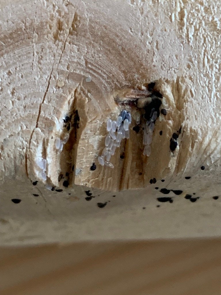 bed bug eggs on furniture