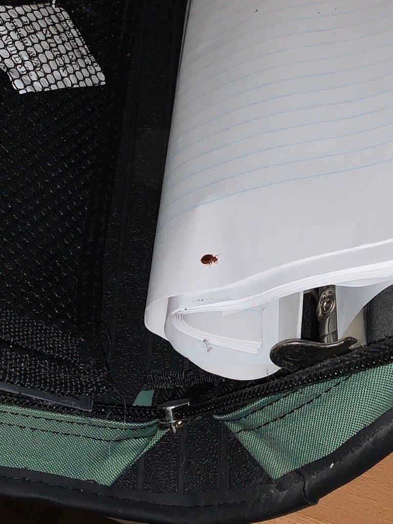 bed bug caught in a binder on paper