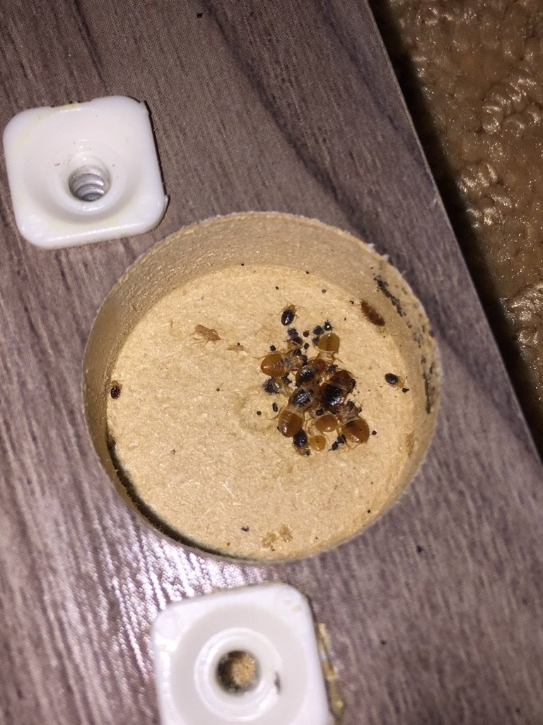 bed bugs inside furniture
