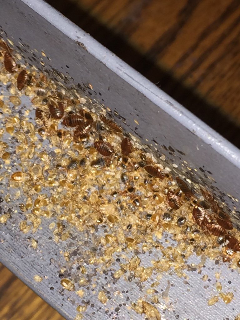 Bed bug infestation of metal frame
