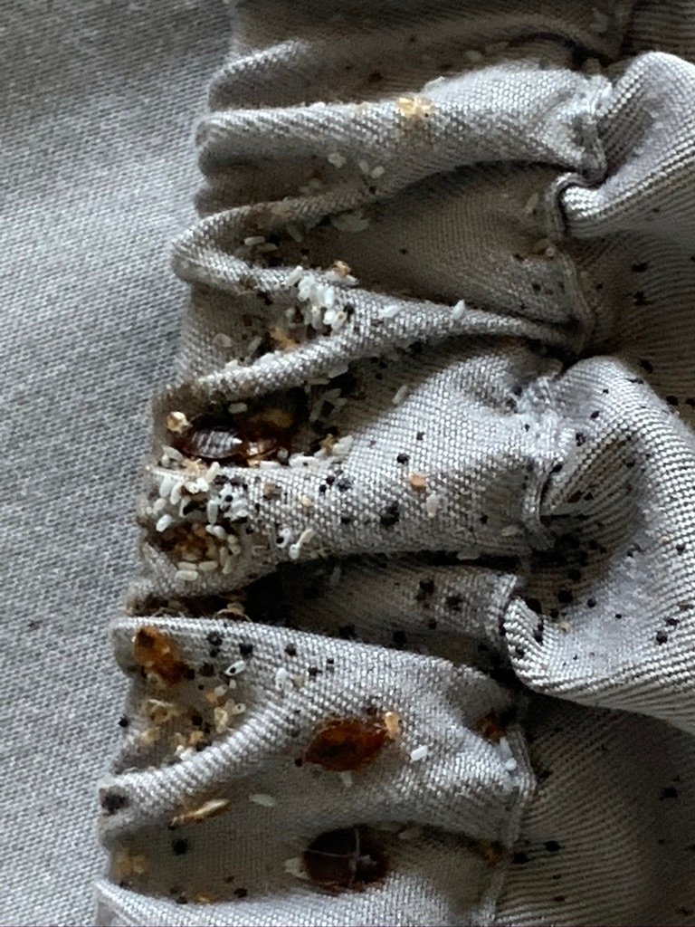 bed bug infestation on curtain