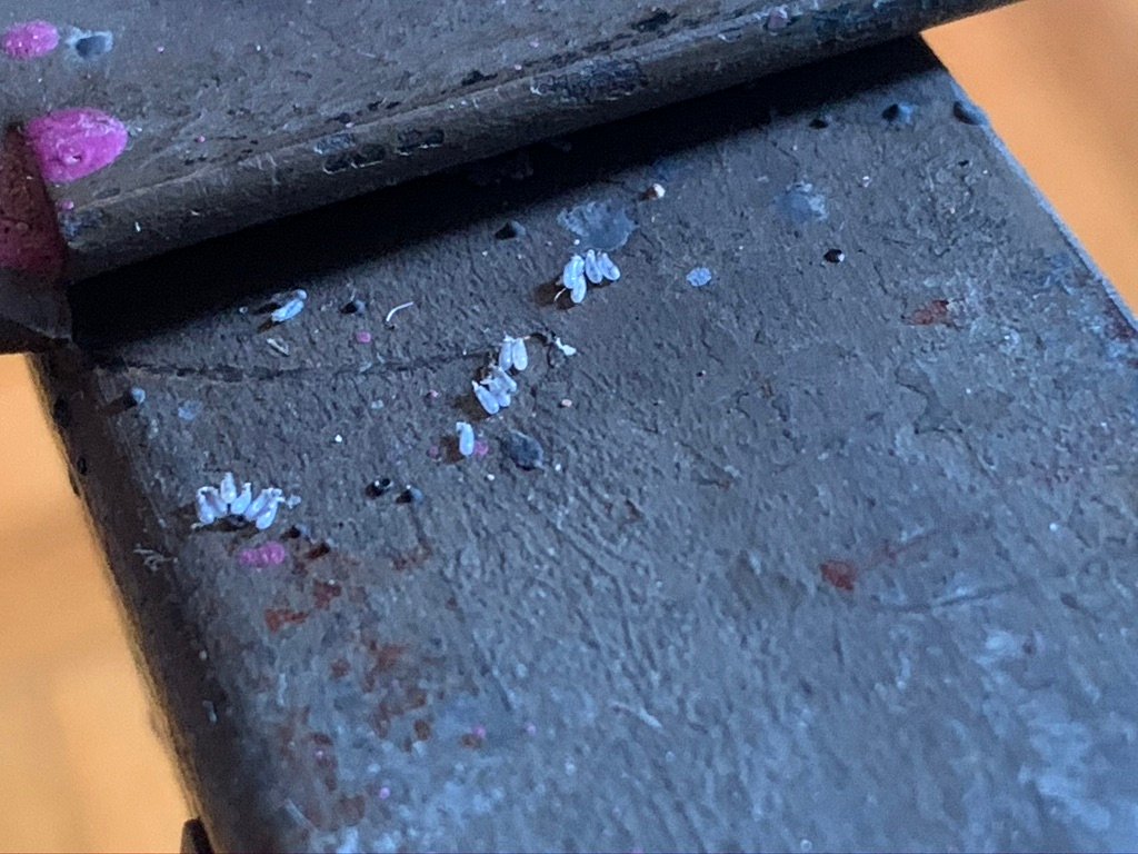 hatched bed bug eggs on furniture