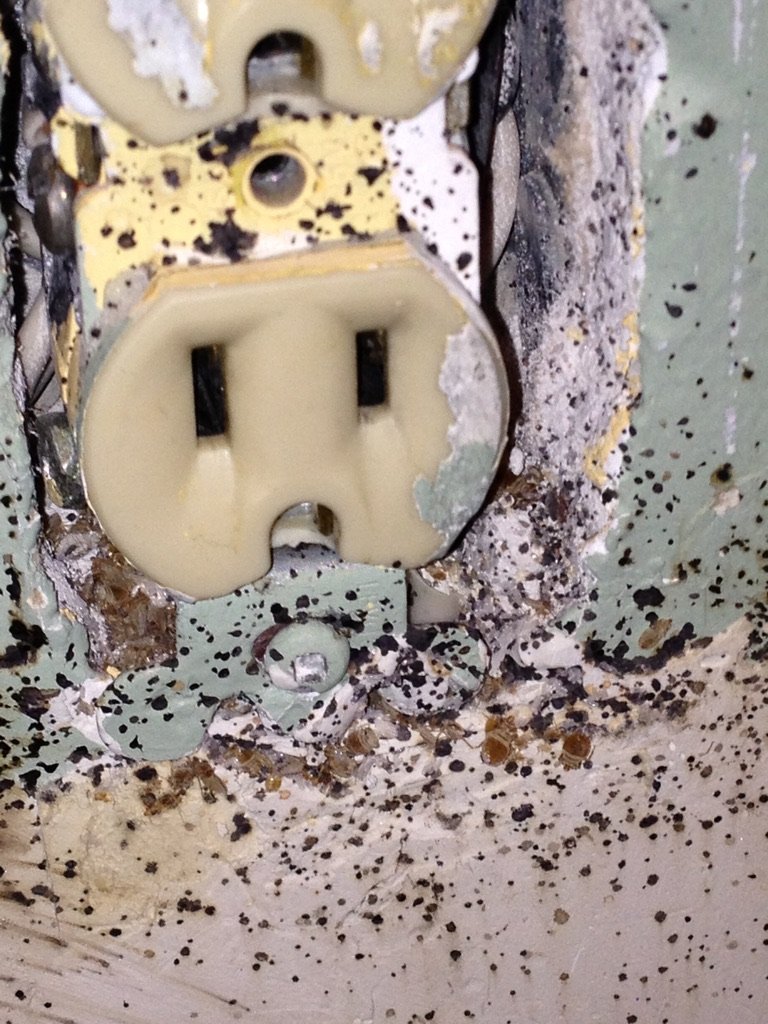 Bed bugs in electrical outlet