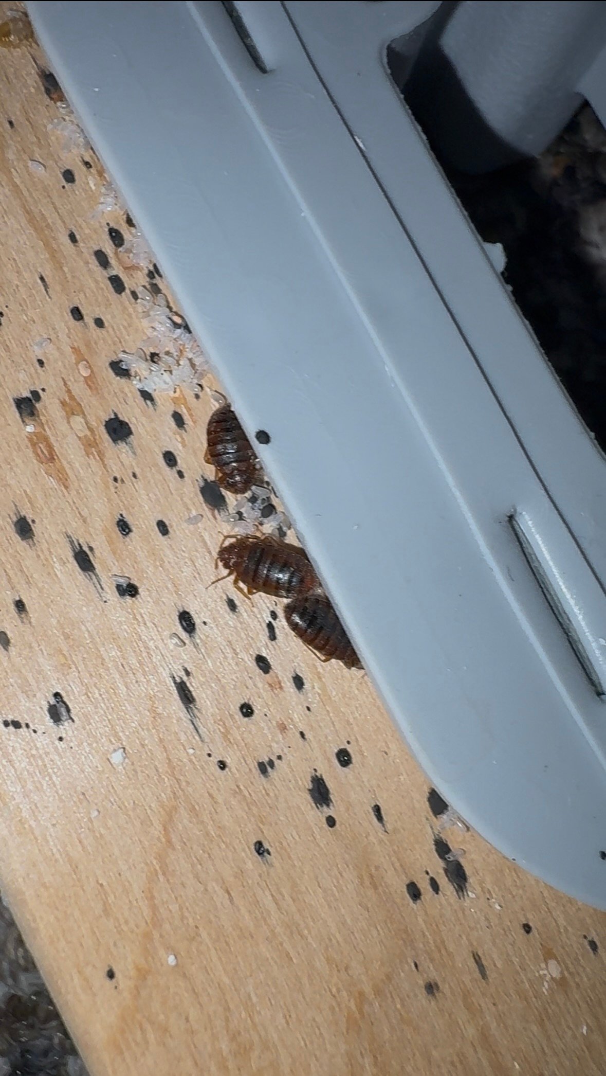 bed bugs, their poop and eggs on wooden furniture