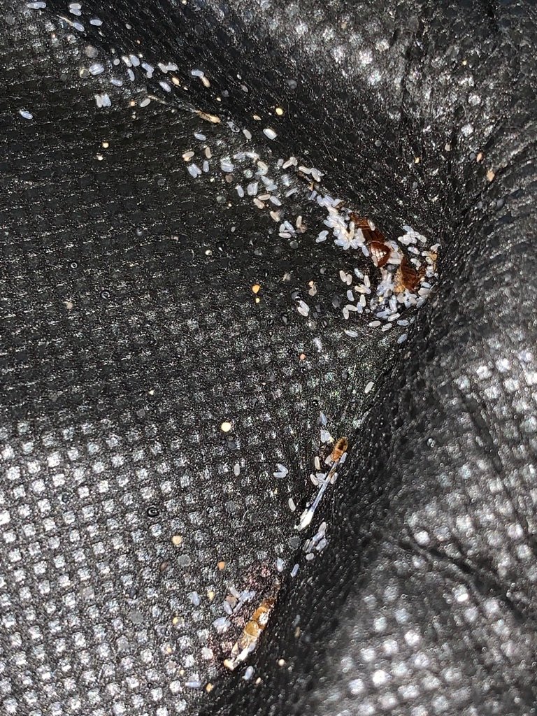 bed bugs and bud bug eggs
