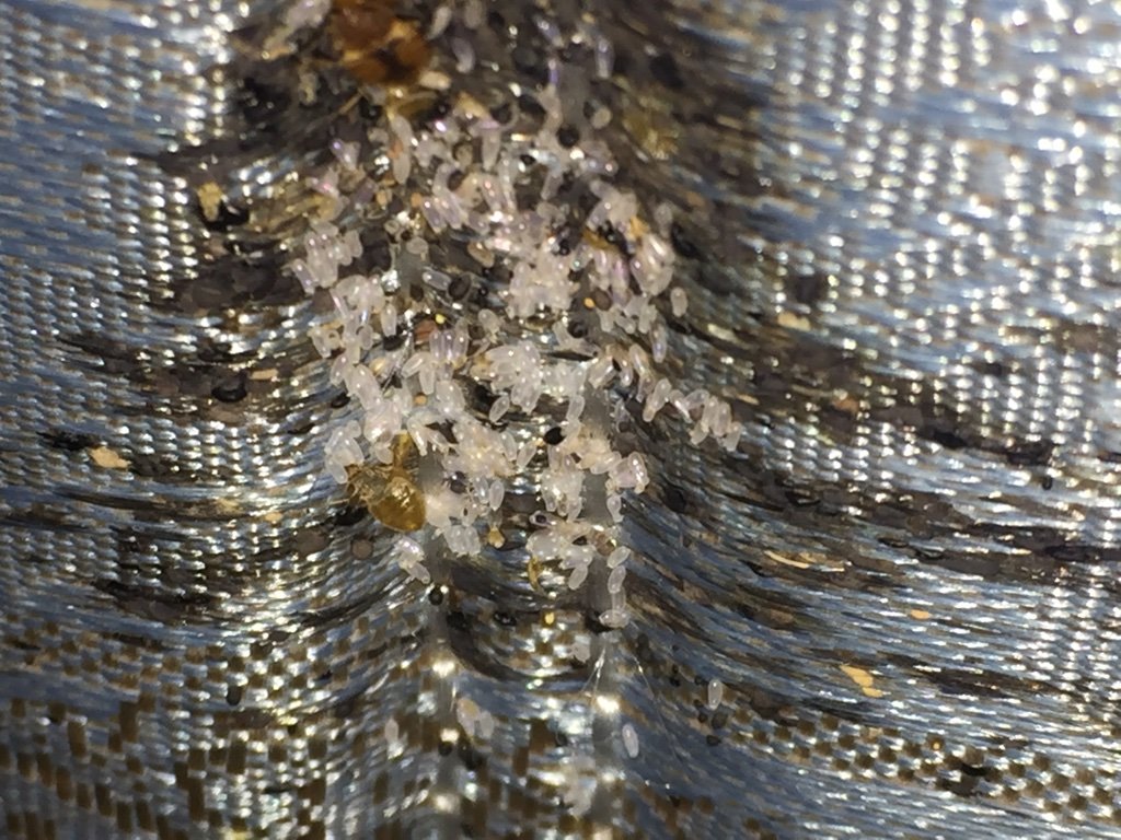 Bed bug eggs
