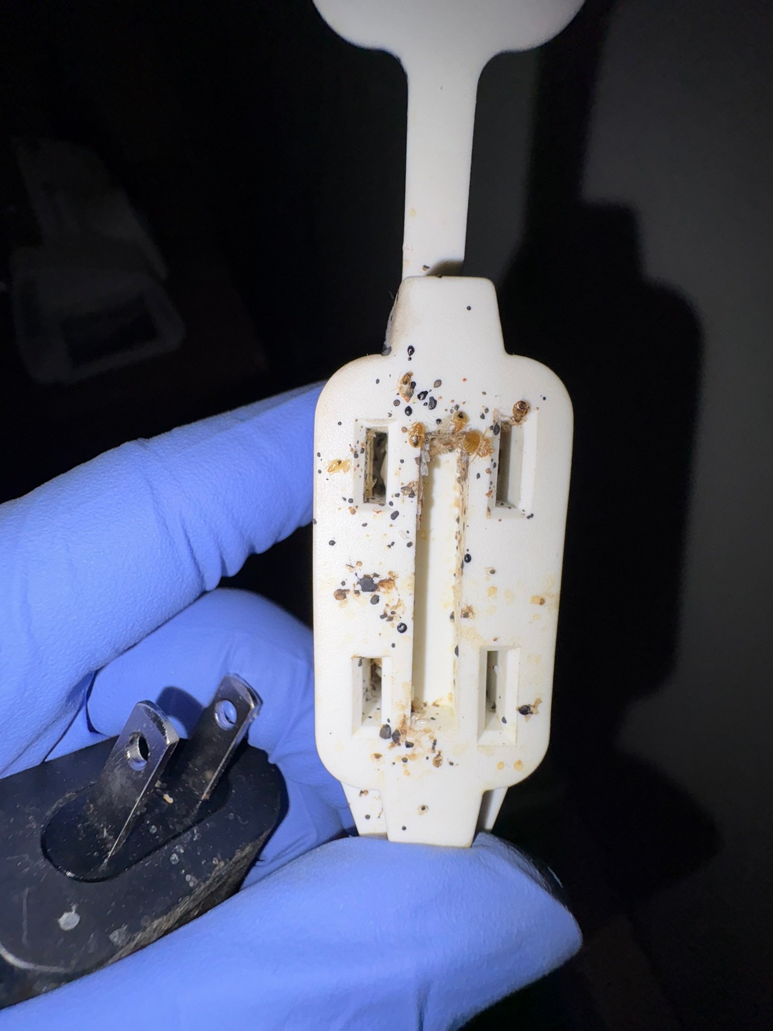 bed bugs on electrical cord