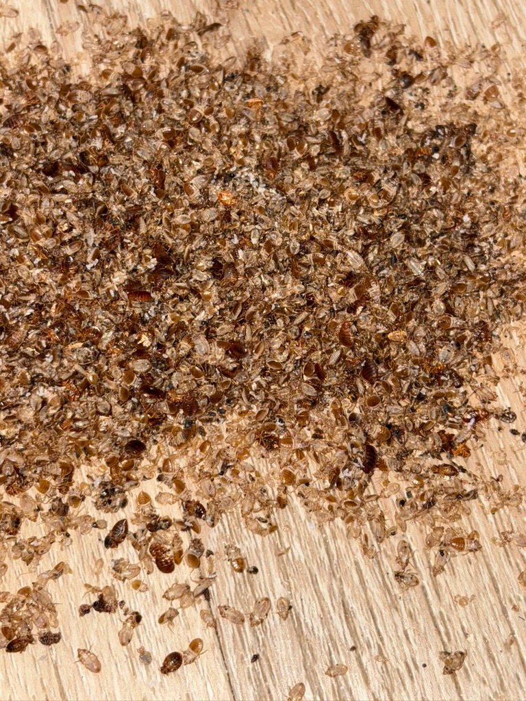 very high bed bug infestation
