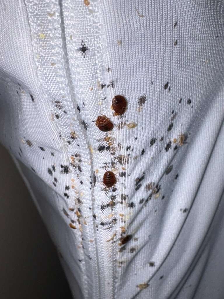 bed bugs on mattress