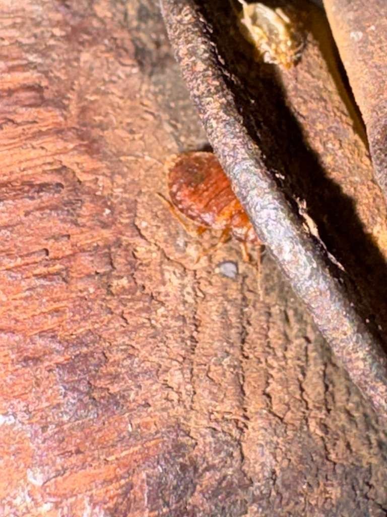 bed bug on bed frame