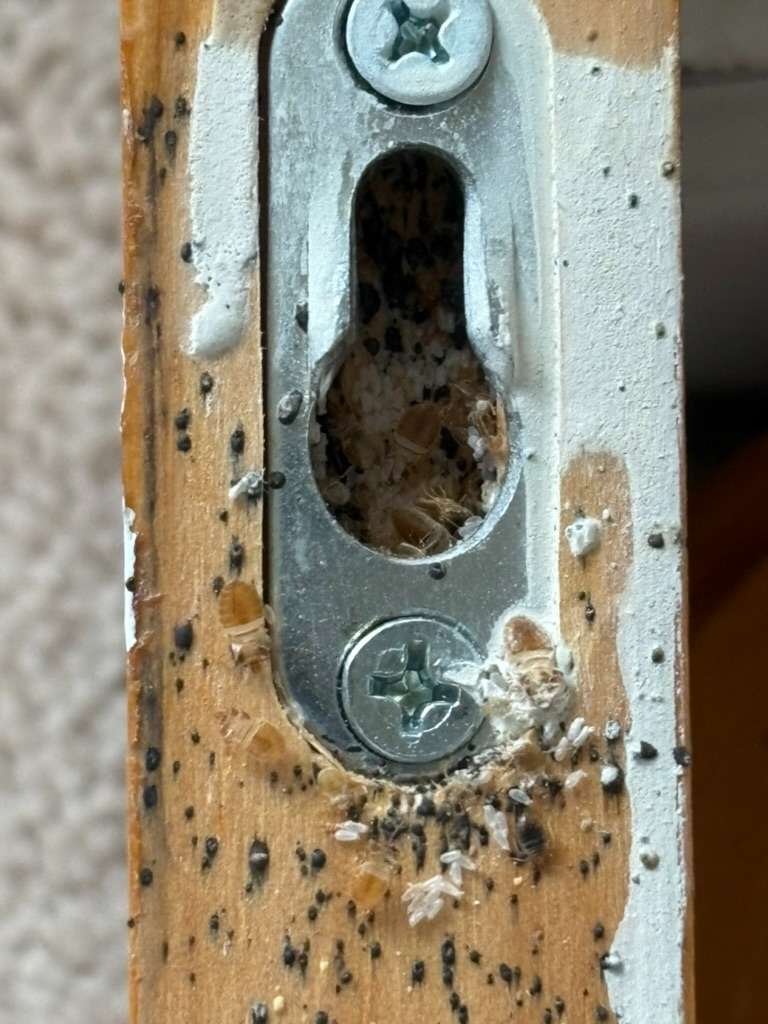 bed bug inside screw hole